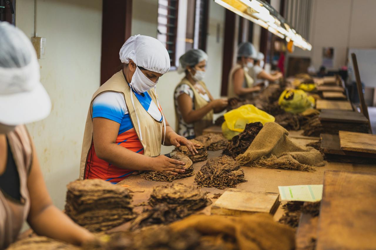 The Art of Crafting and Caring for Cigars