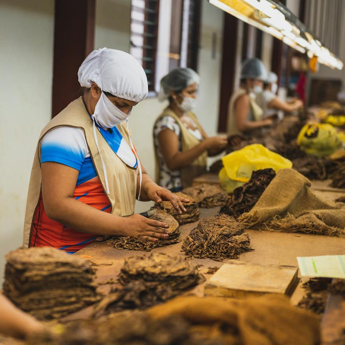 The Art of Crafting and Caring for Cigars